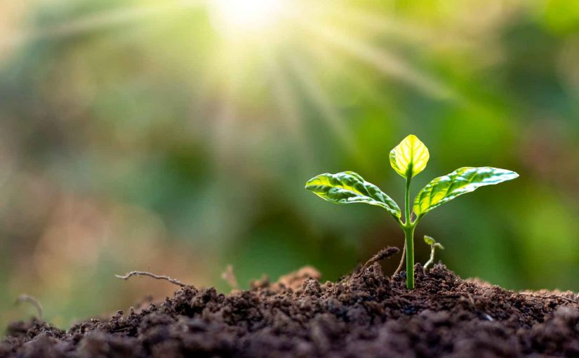 How Plant-Ditech Improves Crop Resilience?
